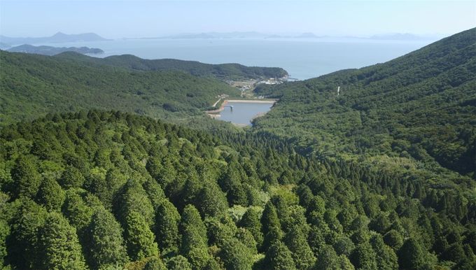 고흥 나로도 편백숲