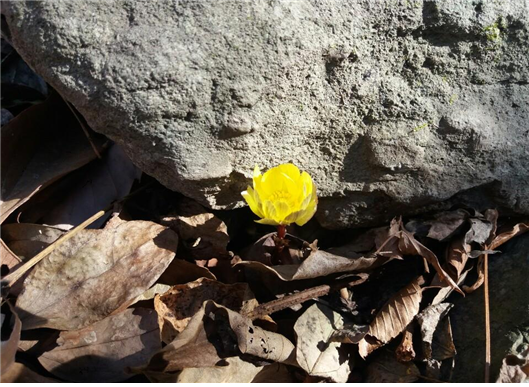 다도해해상 국립공원 여수 복수초(1.27.)