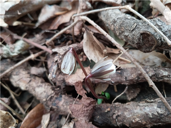 다도해해상 국립공원 여수 변산바람꽃(1.27.)