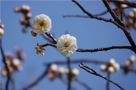 한려해상국립공원 거제도 춘당매(1.29.)
