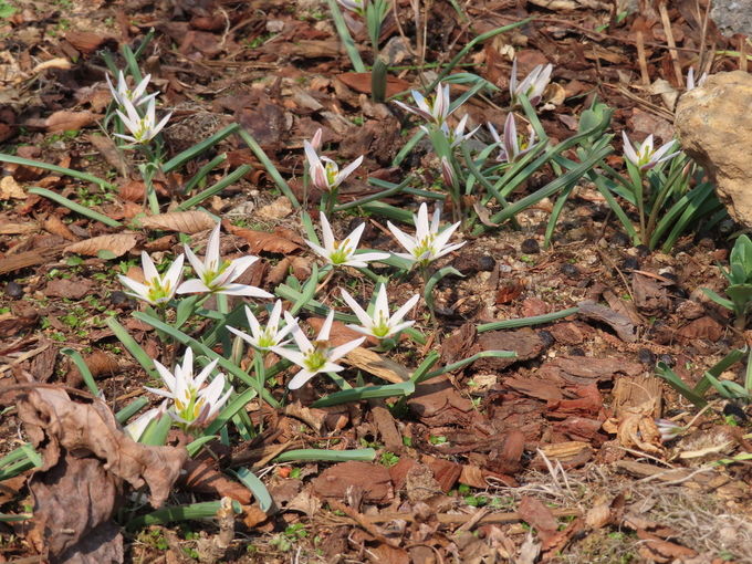 산자고