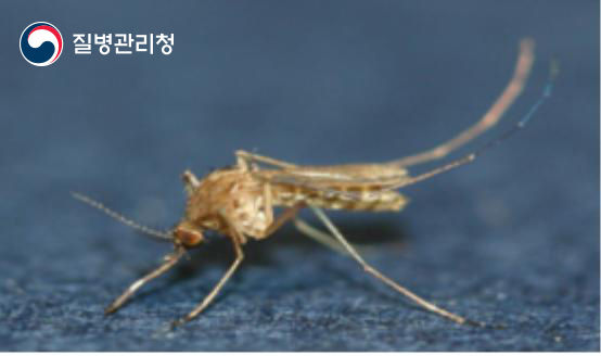 작은빨간집모기. <사진=질병관리청>