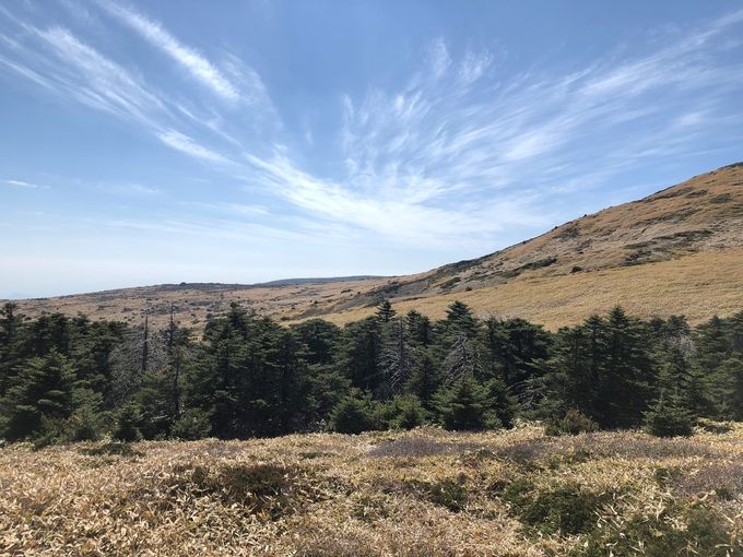 한라산 구상나무 숲