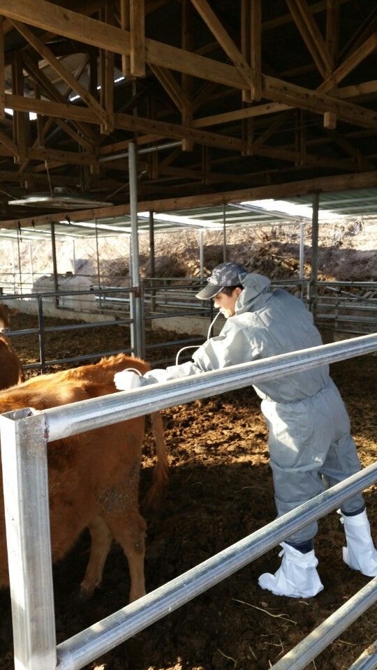 영천시 가축 예방접종 현장 사진