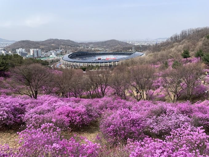부천 55코스 진달래사진