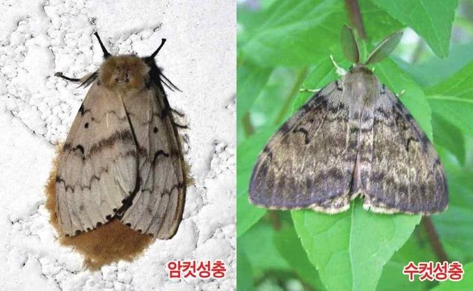 아시아매미나방 성충
