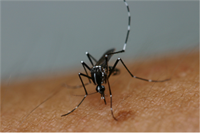 흰줄숲모기(Aedes albopictus).