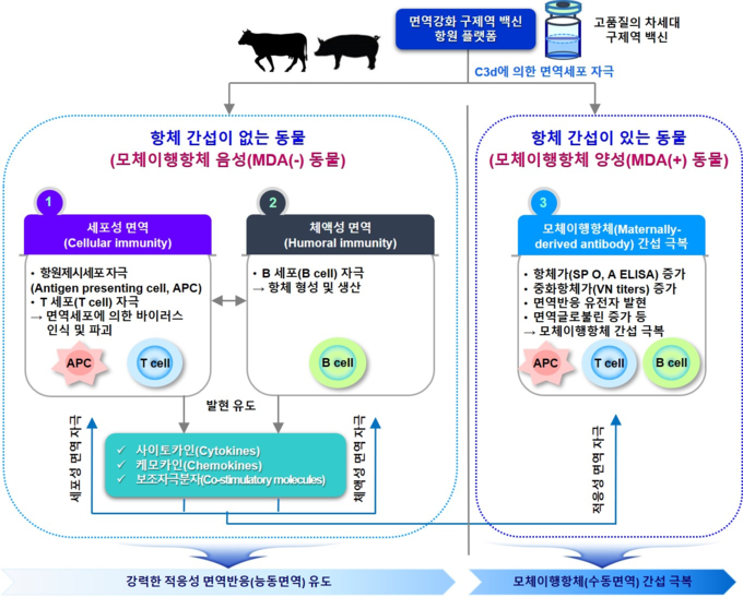 면역강화 구제역 백신 항원 플랫폼의 작용 모식도