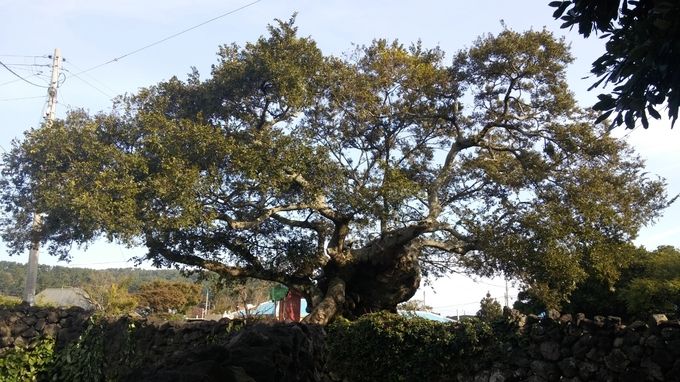 팽나무-제주