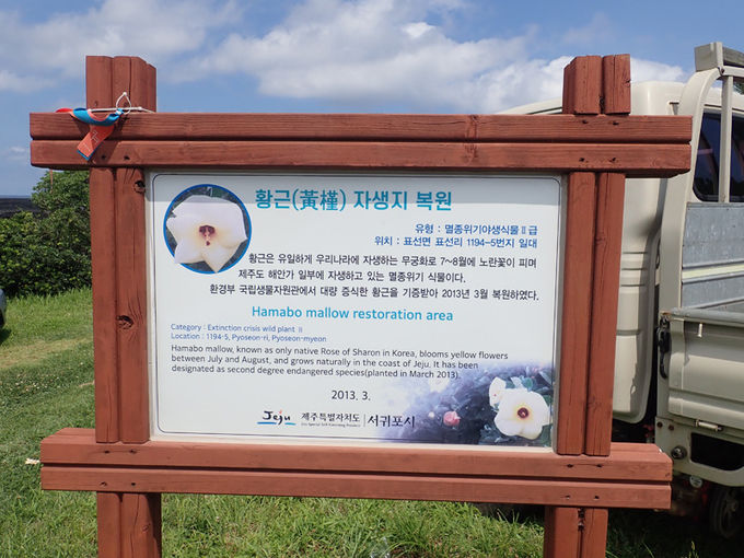 황근 자생지 복원 안내판
