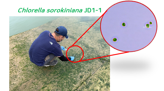 클로렐라 소로키니아나 JD1-1 균주(Chlorella sorokiniana JD1-1) 시료 채취 및 현미경 사진