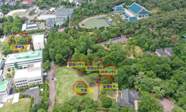 청와대 노거수 군 위치도(전경)
