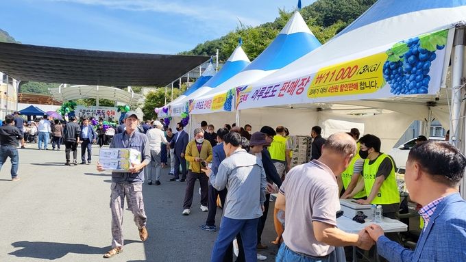 경산시- 제8회 경산 남천 맥반석 포도축제 성황리에 마무리(포도할인판매)