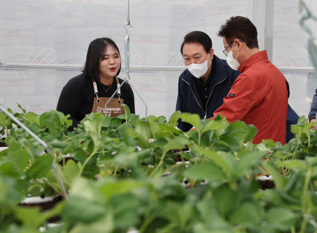 윤석열 대통령이 5일 경북 상주시 스마트팜 혁신밸리를 방문, 이철우 경북도지사와 함께 딸기 온실에서 작물 재배 현황을 청취하고 있다.