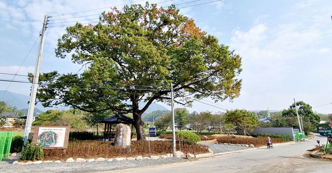 영천시) 신녕면 연정1리 마을숲 복원