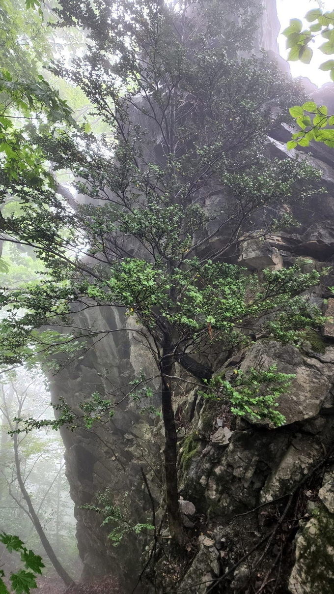 회양목 수형