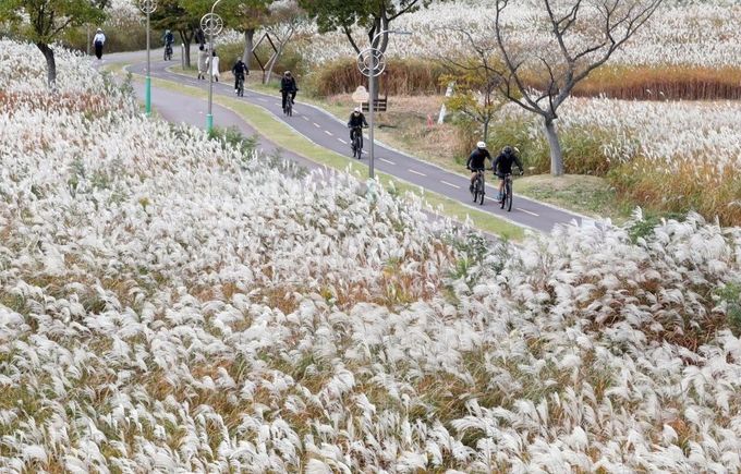 울산 북구 명촌교 인근 태화강 하구에 억새가 활짝 펴 은빛 물결을 이루고 있다
