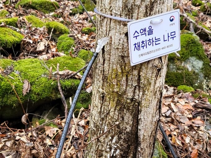 고로쇠 수액 채취 점검