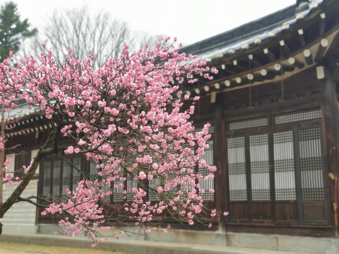 현충사 충무공 고택 앞에 핀 홍매화