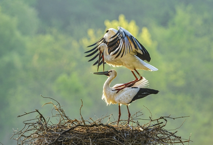 국내1호 국제커플 황새부부