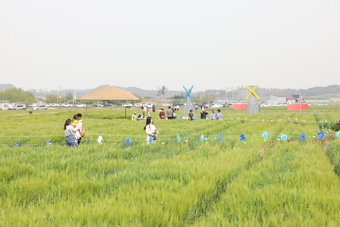 꽁당보리축제