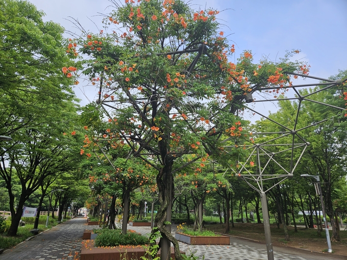 부천 소향로길(중앙공원) 능소화길