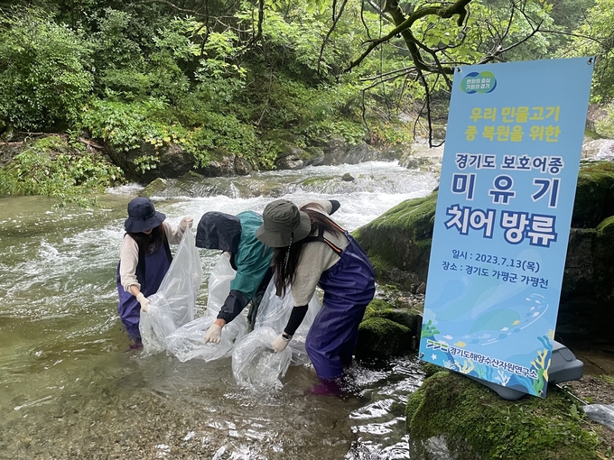 미유기 치어 방류