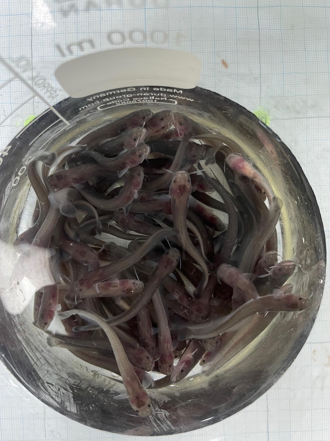 방류 예정 미유기 치어(5cm)
