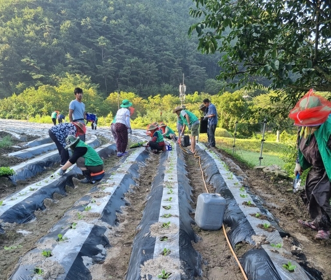 신녕면 새마을회 사랑의 배추심기에 구슬땀
