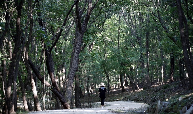 경기 구리시 동구릉을 찾은 시민들이 경릉 양묘장 숲길을 걸으며 여유로운 시간을 보내고 있는 모습.(사진=뉴스1)