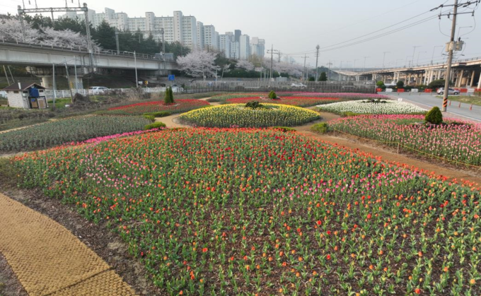 2023년도 튤립 개화 전경