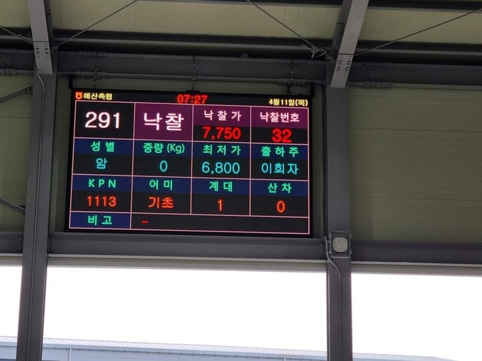 스마트 가축경매시장 첫 경매 모습