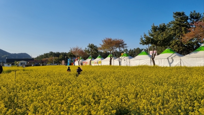맹방유채꽃축제