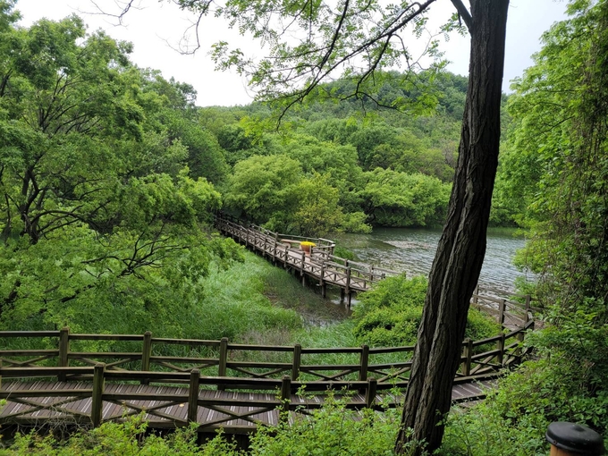 월명공원 동수림분 데크길