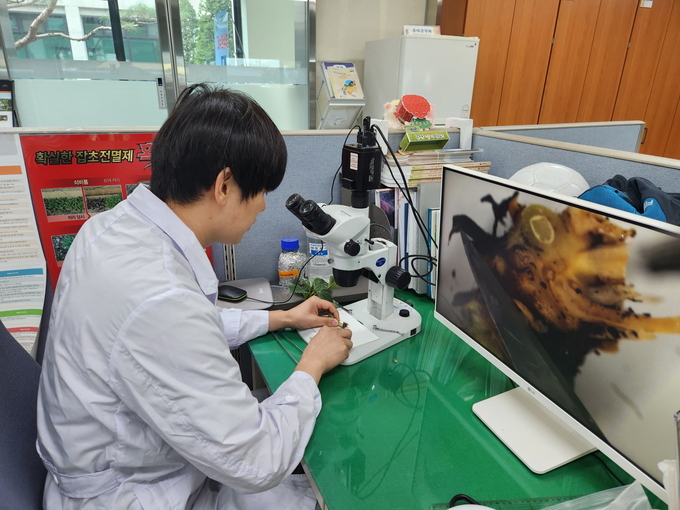 딸기 화아분화 검경 사진