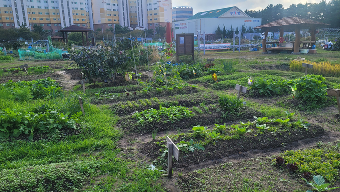 신호지구 텃밭 – 강서구 신호동 300-3번지