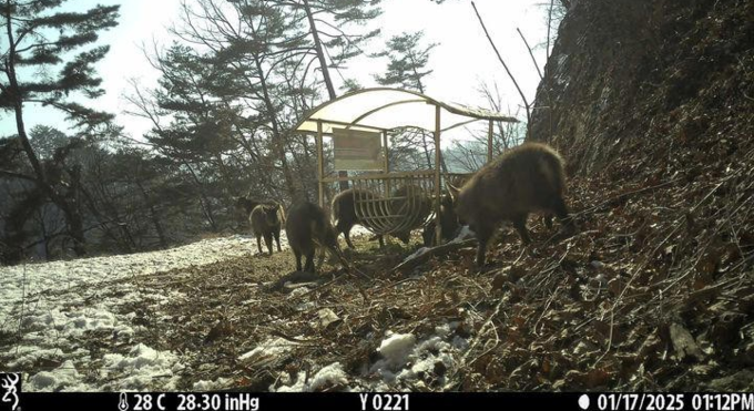 산양 먹이급이대에 먹이를 먹는 산양 (사진=국가유산청 제공) 2025.02.14.