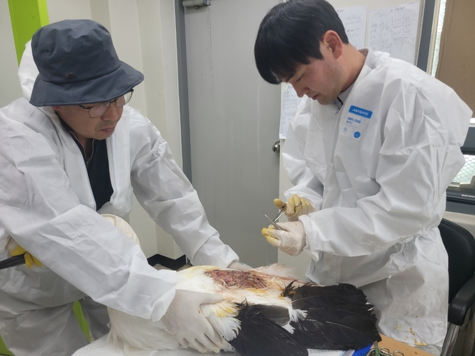 황새 질병 치료 중인 김정호 수의사(오른쪽)