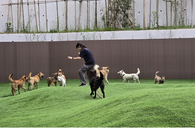 경기도 반려마루 여주 직원이 경북 산불구조견들의 운동 및 사회화 활동을 하고 있다