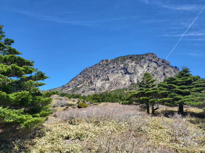 한라산 구상나무 사진
