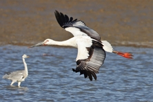 예산군, 예산황새공원 개원 10주년! 황새 보호와 생태관광의 새로운 전환!