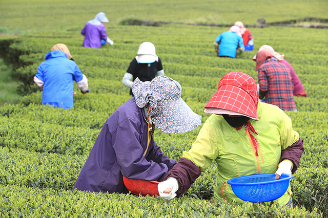 '유기농업 2배 확대'…농식품부, 친환경농업 5개년 계획 발표