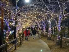 ‘빛으로 걷는 밤의 풍경’ 망정우로지공원, 왕벚나무 경관조명으로 겨울밤을 밝힌다