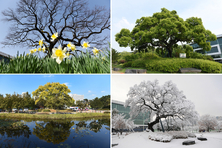 지역 역사 생태 품은 보호수 체계적 관리