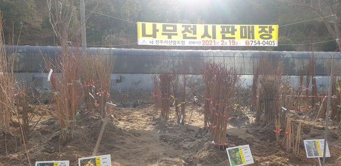진주시나무시장 