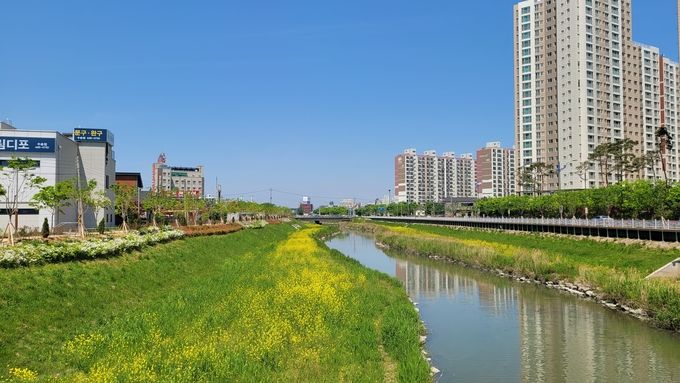 [산림녹지과]경포천 유채1 