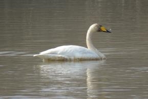 그림입니다.

원본 그림의 이름: 큰고니 화포천습지 190221 IMG_3657-축소.jpg

원본 그림의 크기: 가로 567pixel, 세로 425pixel

사진 찍은 날짜: 2021년 04월 07일 오후 3:13

카메라 제조 업체 : Canon

카메라 모델 : Canon PowerShot SX60 HS

프로그램 이름 : Adobe Photoshop CS3 Windows

F-스톱 : 6.3

노출 시간 : 1/320초

IOS 감도 : 100

색 