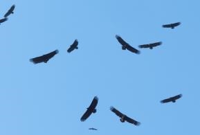 그림입니다.

원본 그림의 이름: 독수리 고성군 고성읍 기월리 172-17 160120 DSCN0465-축소.jpg

원본 그림의 크기: 가로 567pixel, 세로 425pixel

사진 찍은 날짜: 2021년 04월 07일 오후 3:21

카메라 제조 업체 : NIKON

카메라 모델 : COOLPIX P500   

프로그램 이름 : Adobe Photoshop CS3 Windows

F-스톱 : 5.4

노출 시간 : 10/5000초

IOS 감도 : 