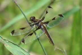 그림입니다.

원본 그림의 이름: 대모잠자리 고성-23 200527 IMG_7746-축소.jpg

원본 그림의 크기: 가로 567pixel, 세로 425pixel

사진 찍은 날짜: 2020년 06월 06일 오후 11:35

카메라 제조 업체 : Canon

카메라 모델 : Canon PowerShot SX60 HS

프로그램 이름 : Adobe Photoshop CS3 Windows

F-스톱 : 6.5

노출 시간 : 1/250초

IOS 감도 : 100
