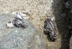 그림입니다.

원본 그림의 이름: 수달(똥) 당항만역사생태공원(ST3) 210316  IMG_8655-축소.jpg

원본 그림의 크기: 가로 567pixel, 세로 425pixel

사진 찍은 날짜: 2021년 04월 07일 오후 2:55

카메라 제조 업체 : Canon

카메라 모델 : Canon PowerShot SX60 HS

프로그램 이름 : Adobe Photoshop CS3 Windows

F-스톱 : 4.5

노출 시간 : 1/800초

IOS 